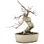Acer palmatum Deshojo, 21 cm, ± 10 years old, in a cracked pot