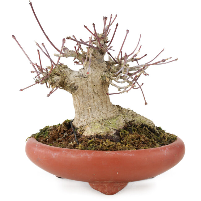 Acer palmatum, 10,5 cm, ± 25 años, en maceta japonesa hecha a mano