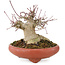 Acer palmatum, 10,5 cm, ± 25 years old, in a handmade Japanese pot