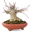 Acer palmatum, 10,5 cm, ± 25 jaar oud, in handgemaakte Japanse pot