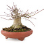 Acer palmatum, 10,5 cm, ± 25 anni, in vaso giapponese fatto a mano
