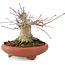 Acer palmatum, 10,5 cm, ± 25 jaar oud, in handgemaakte Japanse pot