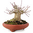 Acer palmatum, 10,5 cm, ± 25 anni, in vaso giapponese fatto a mano
