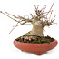 Acer palmatum, 10,5 cm, ± 25 ans, dans un pot japonais fait à la main
