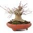 Acer palmatum, 10,5 cm, ± 25 jaar oud, in handgemaakte Japanse pot