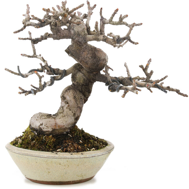 Pseudocydonia sinensis, 15,3 cm, ± 15 ans, avec une belle ramification et dans un pot japonais fait à la main par Eime Youzan