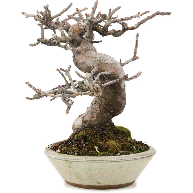 Pseudocydonia sinensis, 15,3 cm, ± 15 años, con hermosa ramificación y en maceta japonesa hecha a mano por Eime Youzan