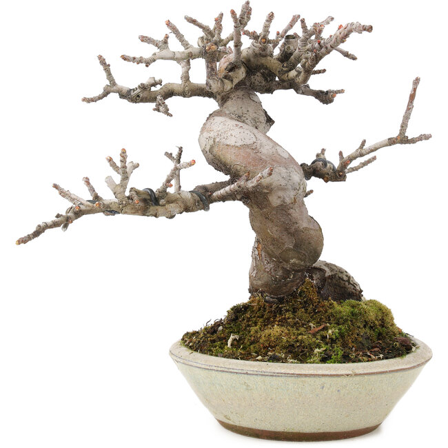 Pseudocydonia sinensis, 15,3 cm, ± 15 años, con hermosa ramificación y en maceta japonesa hecha a mano por Eime Youzan