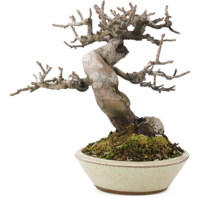 Pseudocydonia sinensis, 15,3 cm, ± 15 ans, avec une belle ramification et dans un pot japonais fait à la main par Eime Youzan