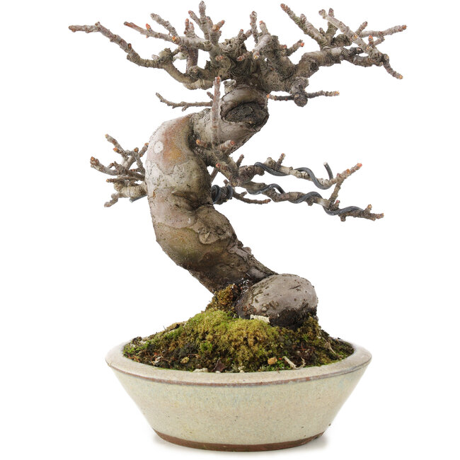 Pseudocydonia sinensis, 15,3 cm, ± 15 ans, avec une belle ramification et dans un pot japonais fait à la main par Eime Youzan