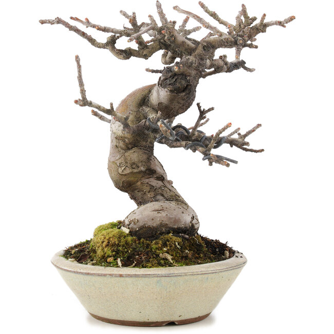 Pseudocydonia sinensis, 15,3 cm, ± 15 years old, with beautiful ramification and in a handmade Japanese pot by Eime Youzan