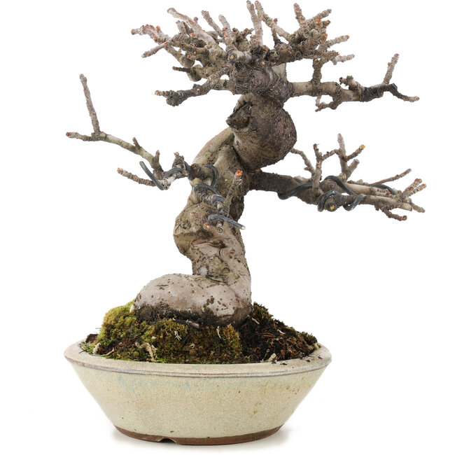 Pseudocydonia sinensis, 15,3 cm, ± 15 años, con hermosa ramificación y en maceta japonesa hecha a mano por Eime Youzan