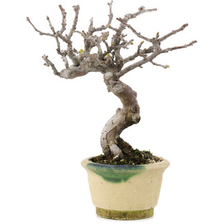  Other Japanese bonsai pot makers Pseudocydonia sinensis, 16 cm, ± 15 anni