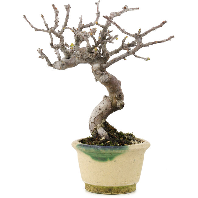 Pseudocydonia sinensis, 16 cm, ± 15 years old, with beautiful ramification and in a handmade Japanese pot