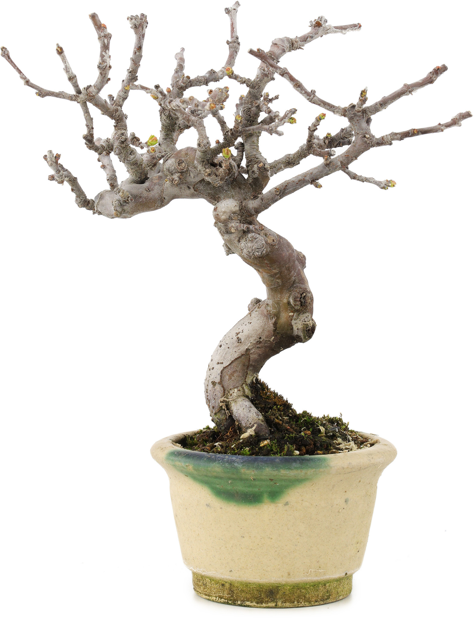 was kostet ein echter bonsai ProviPlant Bonsai-Dünger: Für Indoor- & Outdoor Bonsai-Bäume