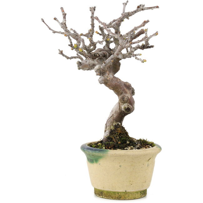 Pseudocydonia sinensis, 16 cm, ± 15 ans, avec une belle ramification et dans un pot japonais fait à la main