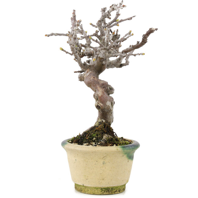 Pseudocydonia sinensis, 16 cm, ± 15 anni, con bella ramificazione e in un vaso giapponese fatto a mano