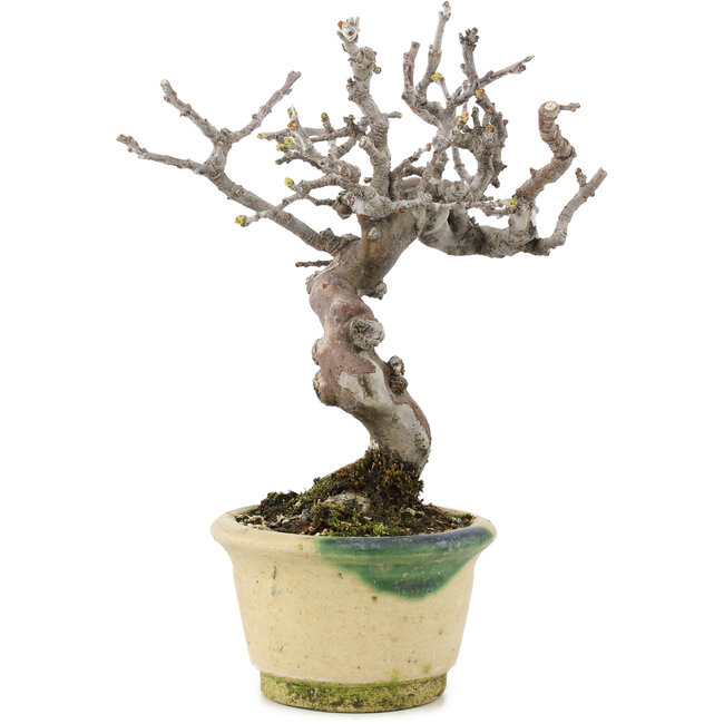 Pseudocydonia sinensis, 16 cm, ± 15 anni, con bella ramificazione e in un vaso giapponese fatto a mano