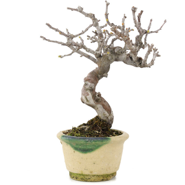 Pseudocydonia sinensis, 16 cm, ± 15 anni, con bella ramificazione e in un vaso giapponese fatto a mano