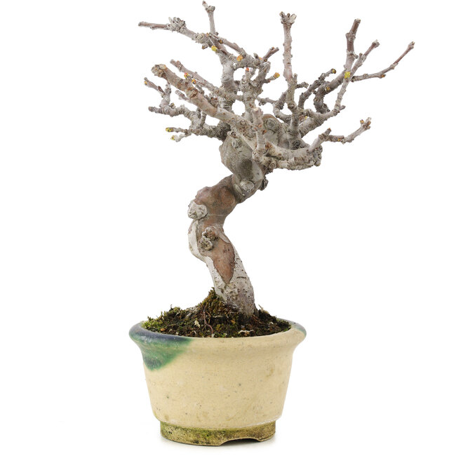 Pseudocydonia sinensis, 16 cm, ± 15 años, con hermosa ramificación y en maceta japonesa hecha a mano