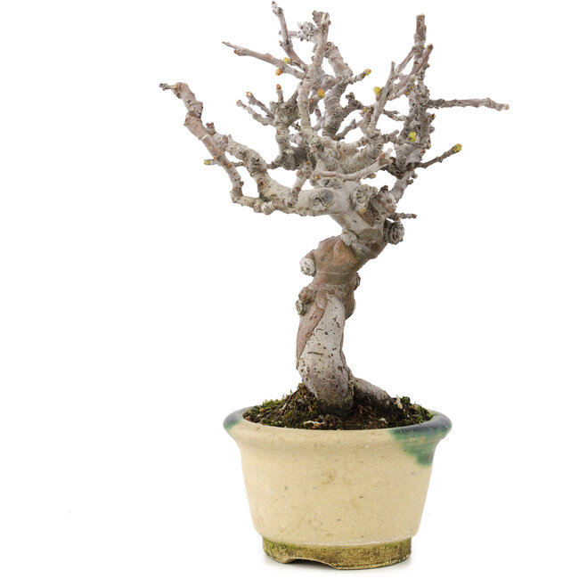 Pseudocydonia sinensis, 16 cm, ± 15 anni, con bella ramificazione e in un vaso giapponese fatto a mano