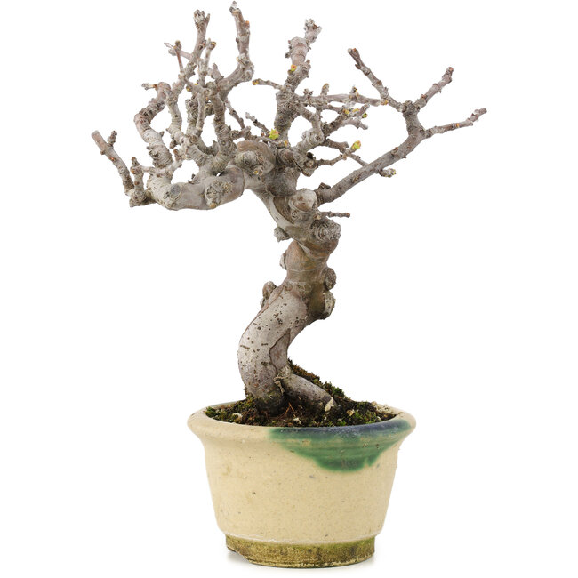 Pseudocydonia sinensis, 16 cm, ± 15 Jahre alt, mit schöner Verzweigung und in einem handgefertigten japanischen Topf