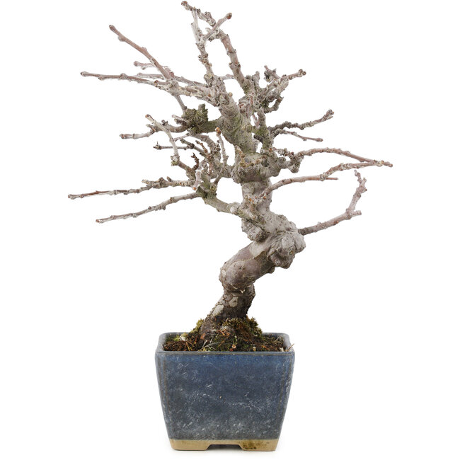 Pseudocydonia sinensis, 18,5 cm, ± 15 jaar oud, met mooie vertakking