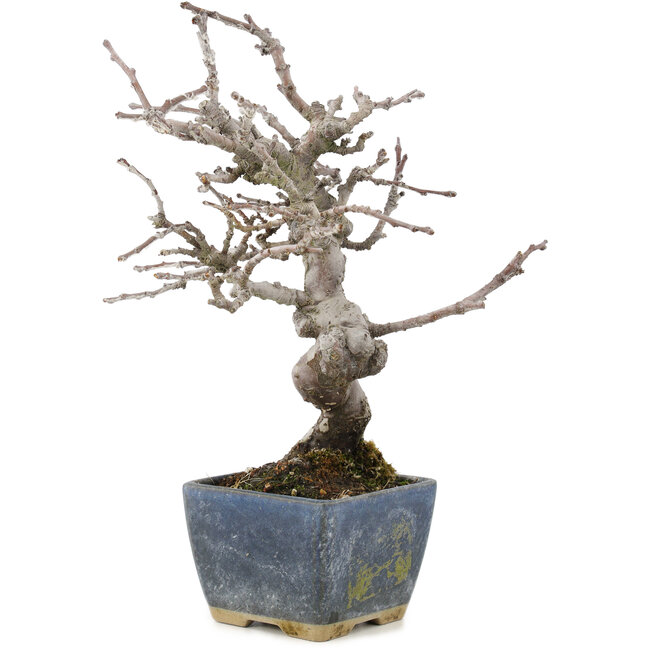 Pseudocydonia sinensis, 18,5 cm, ± 15 ans, avec une belle ramification