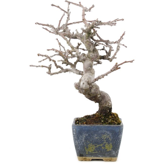 Pseudocydonia sinensis, 18,5 cm, ± 15 jaar oud, met mooie vertakking