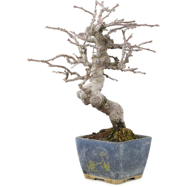 Pseudocydonia sinensis, 18,5 cm, ± 15 ans, avec une belle ramification