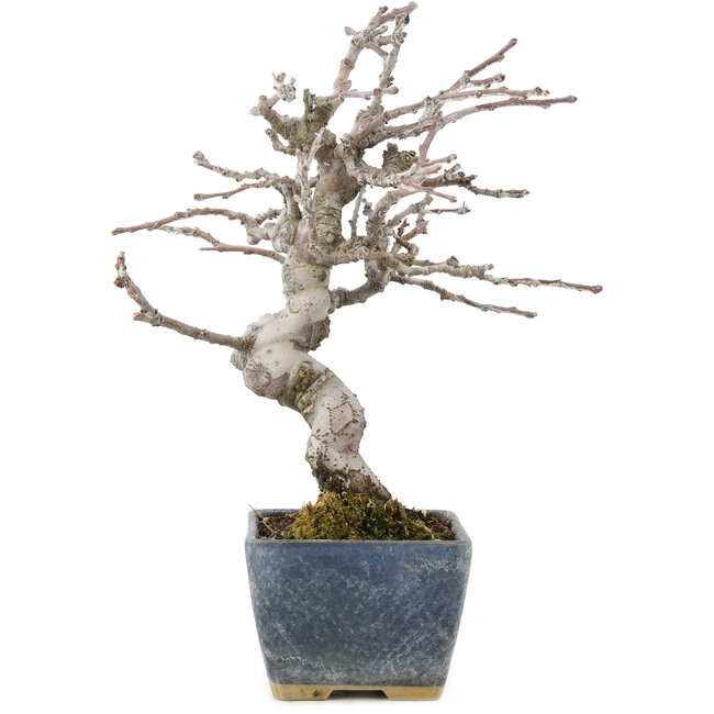 Pseudocydonia sinensis, 18,5 cm, ± 15 Jahre alt, mit schöner Verzweigung