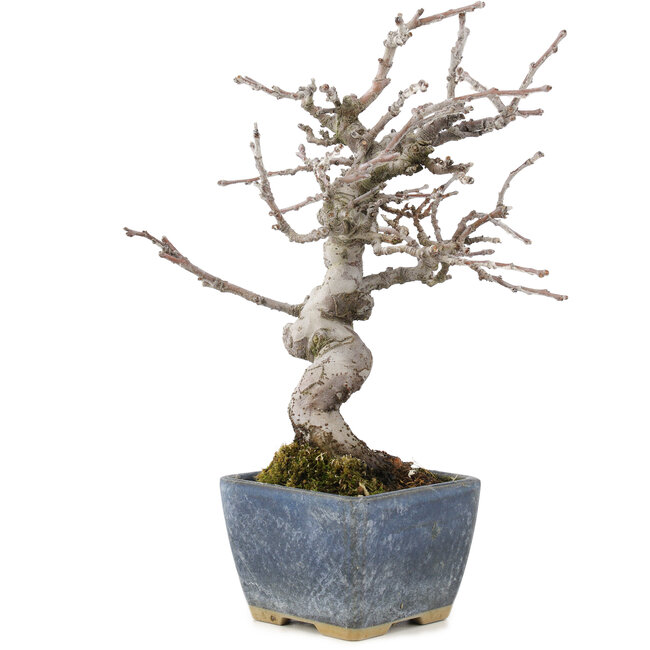 Pseudocydonia sinensis, 18,5 cm, ± 15 anni, con bella ramificazione