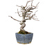 Pseudocydonia sinensis, 18,5 cm, ± 15 ans, avec une belle ramification