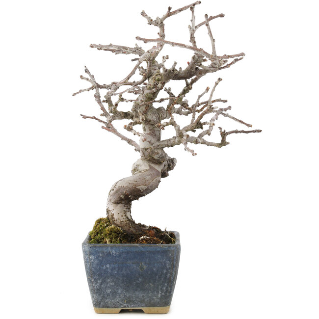 Pseudocydonia sinensis, 18,5 cm, ± 15 years old, with beautiful ramification