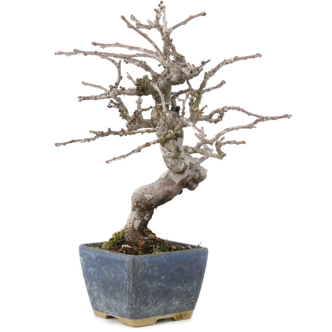 Pseudocydonia sinensis, 18,5 cm, ± 15 Jahre alt, mit schöner Verzweigung