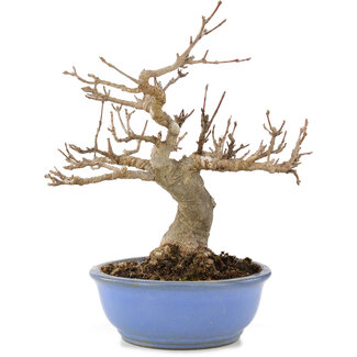 Acer buergerianum, 19,5 cm, ± 15 ans