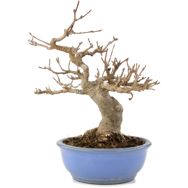 Acer buergerianum, 19,5 cm, ± 15 ans