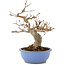 Acer buergerianum, 19,5 cm, ± 15 años