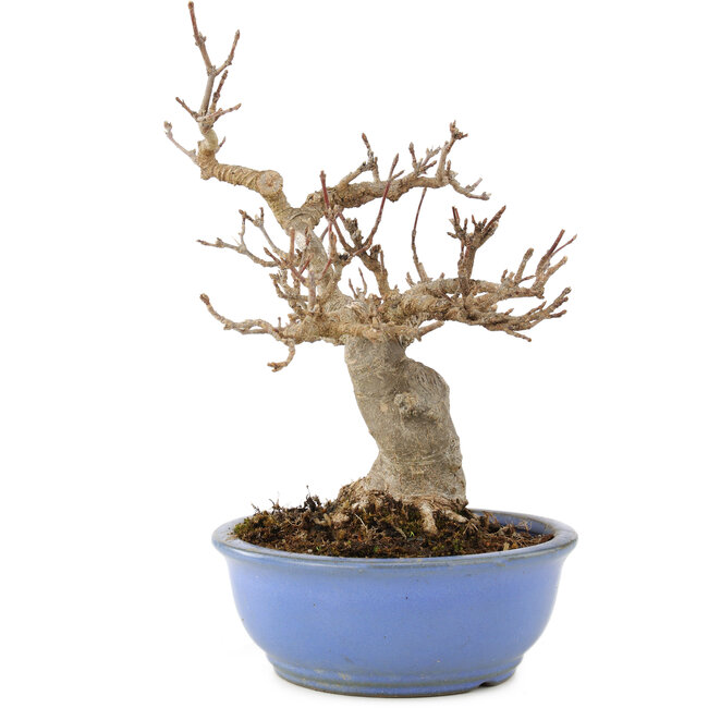 Acer buergerianum, 19,5 cm, ± 15 jaar oud