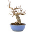 Acer buergerianum, 19,5 cm, ± 15 años