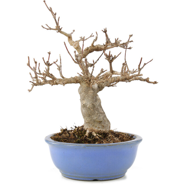 Acer buergerianum, 19,5 cm, ± 15 years old