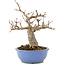 Acer buergerianum, 19,5 cm, ± 15 años