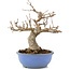 Acer buergerianum, 19,5 cm, ± 15 años