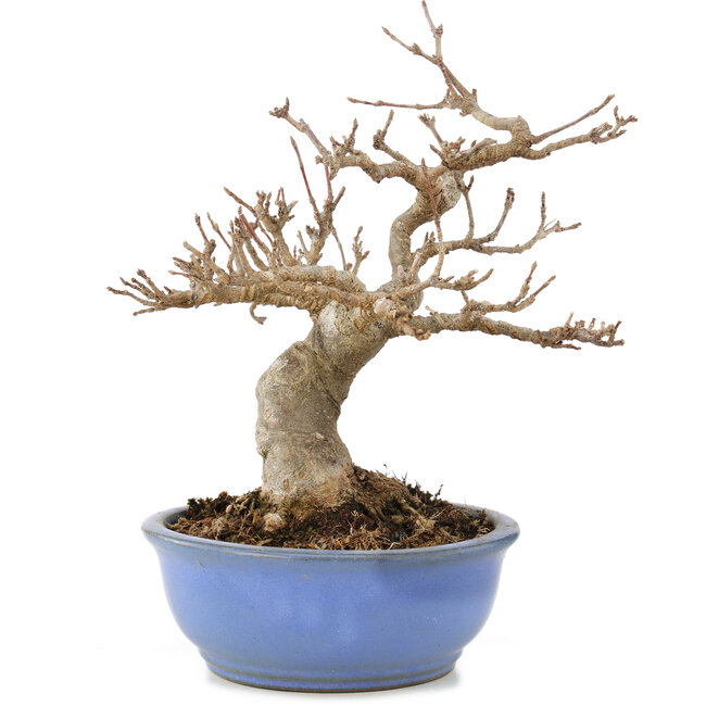 Acer buergerianum, 19,5 cm, ± 15 anni