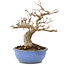Acer buergerianum, 19,5 cm, ± 15 años
