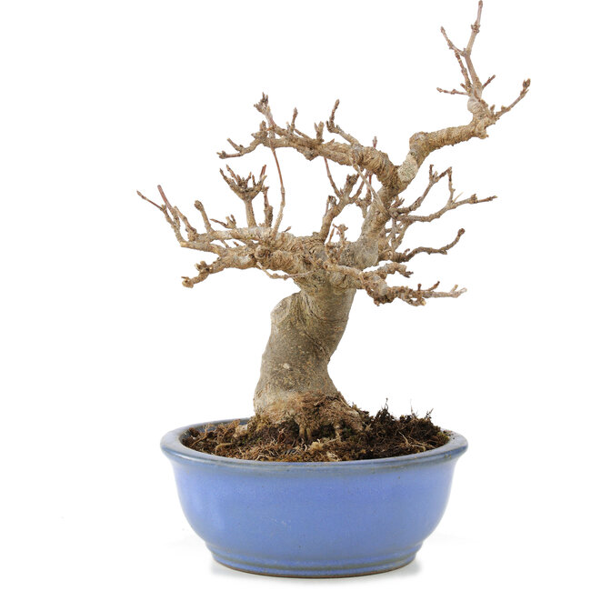 Acer buergerianum, 19,5 cm, ± 15 años