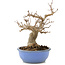 Acer buergerianum, 19,5 cm, ± 15 años