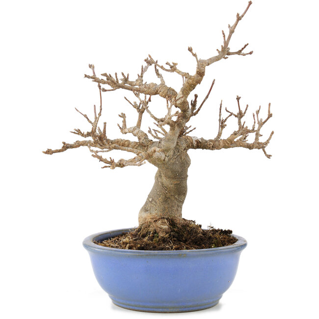 Acer buergerianum, 19,5 cm, ± 15 años