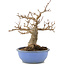 Acer buergerianum, 19,5 cm, ± 15 años
