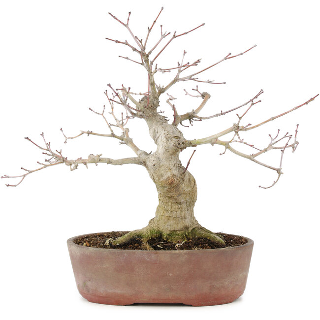 Acer palmatum, 21 cm, ± 20 jaar oud, in gechipte pot
